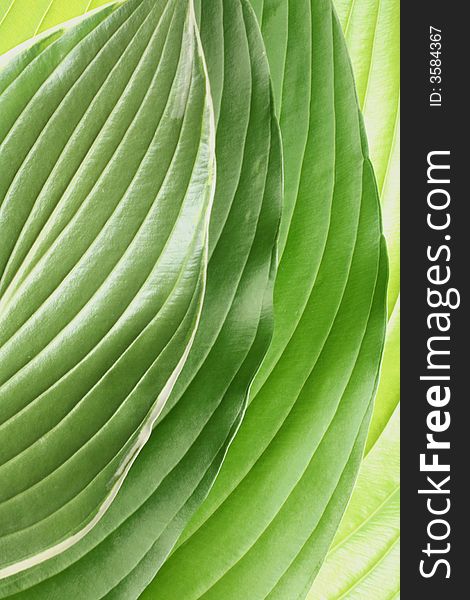 Detailed abstract textural background of fresh green foliage. Detailed abstract textural background of fresh green foliage