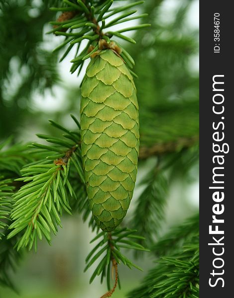 Evergreen plant - a pine. Pine Cone
