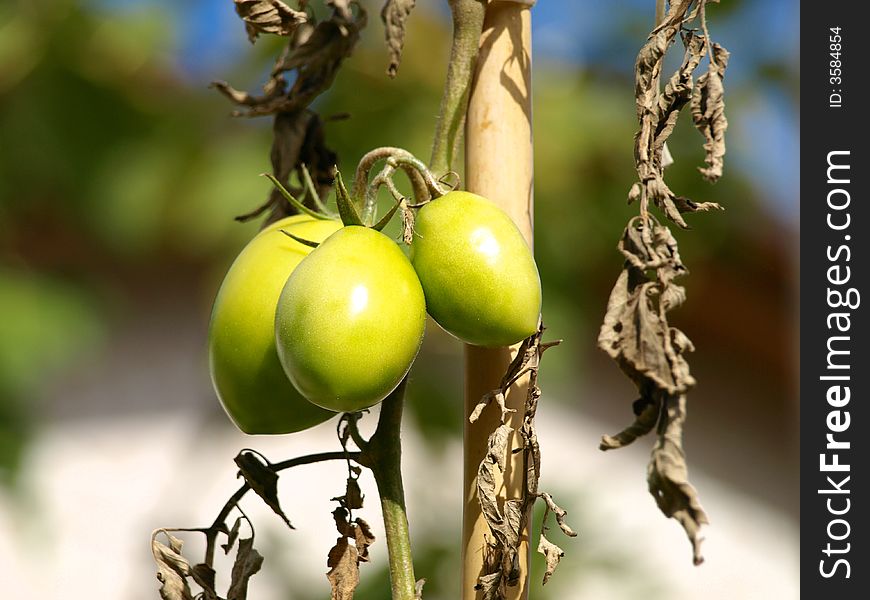 Green tomato on the planting
