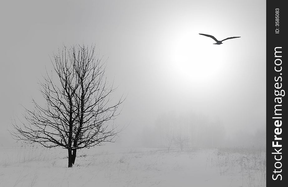 Lonely tree in the mist. Lonely tree in the mist