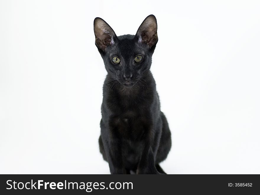 Black cat looking at camera. The head is in focus and the body is a little bit out focus