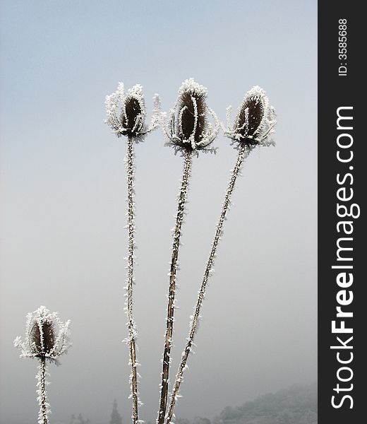 This shows three frozen flower heads towering above one shorted frozen flower. This shows three frozen flower heads towering above one shorted frozen flower.