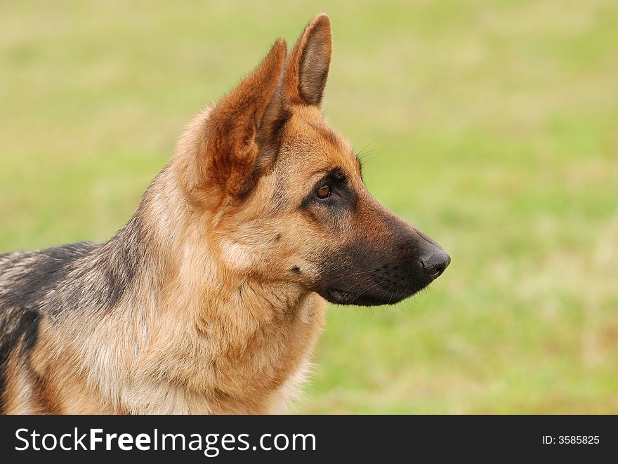 German shepherd dog portrait in garden