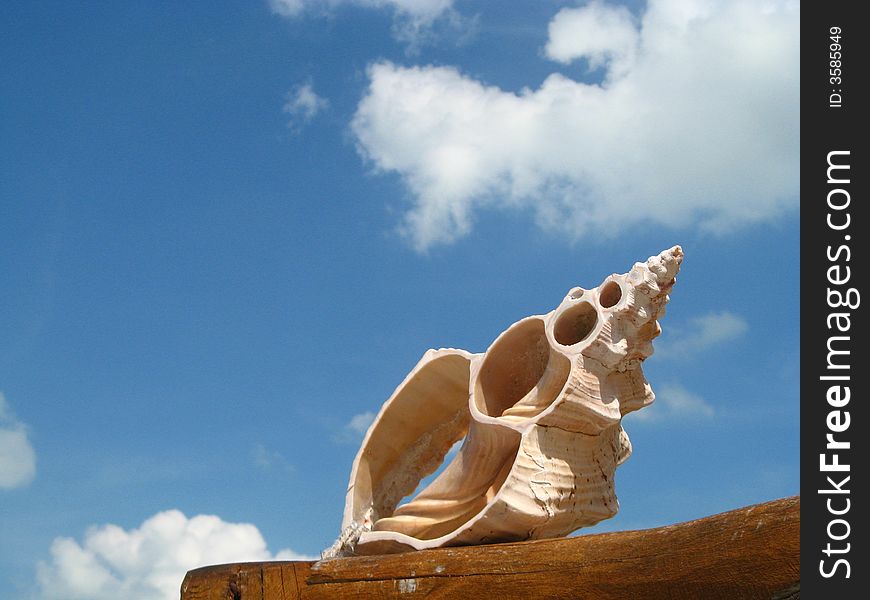 A shell rests on a wooden fence with the sky as a background. A shell rests on a wooden fence with the sky as a background