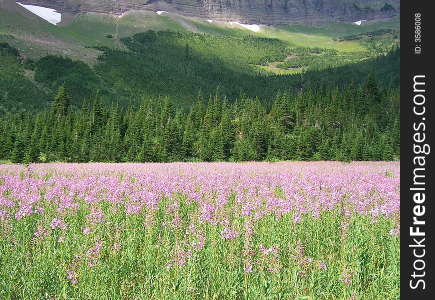 Picture taken in a meadow in Glacier National Park. Picture taken in a meadow in Glacier National Park.