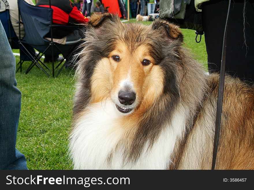 A picture of the breed Collie.
