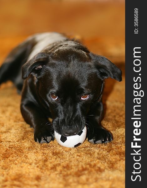 Black labrador retriever playing with football. Black labrador retriever playing with football