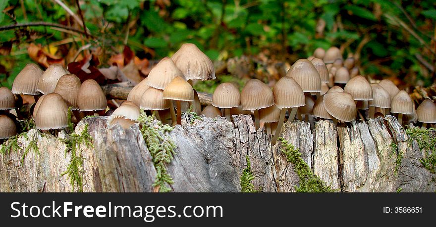 Small mushrooms on a tree stump. Small mushrooms on a tree stump