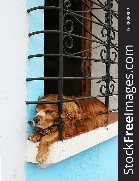 A dog behind bars. As all dogs should be. A dog behind bars. As all dogs should be