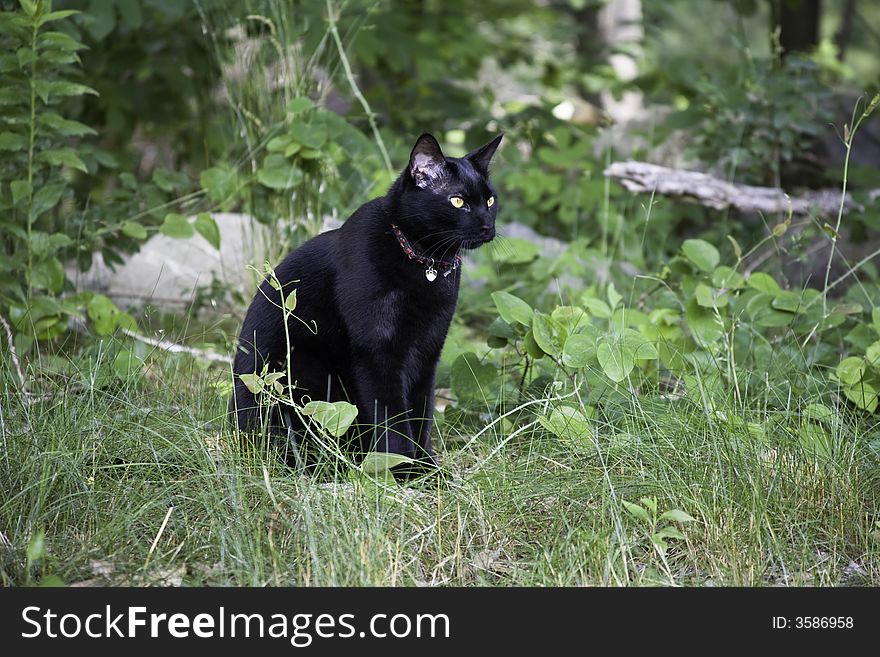 Domestic cat in woods waiting for next prey. Domestic cat in woods waiting for next prey