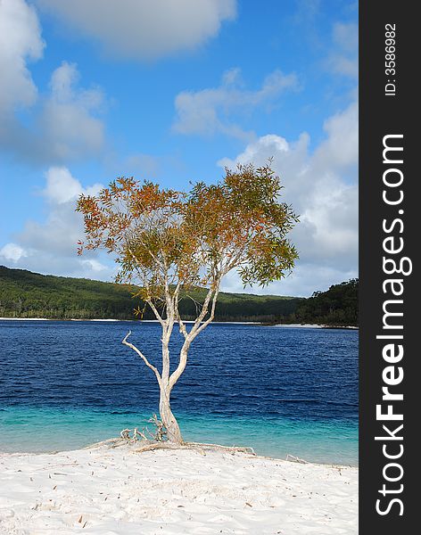 A tree by the beach blue sky. A tree by the beach blue sky