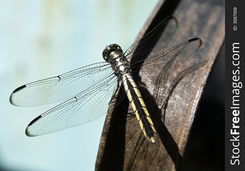 Dragonfly resting on a rusty wheel barrel on a sunny day. Dragonfly resting on a rusty wheel barrel on a sunny day