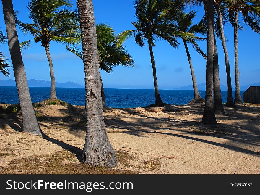 Summer palm trees sea in background