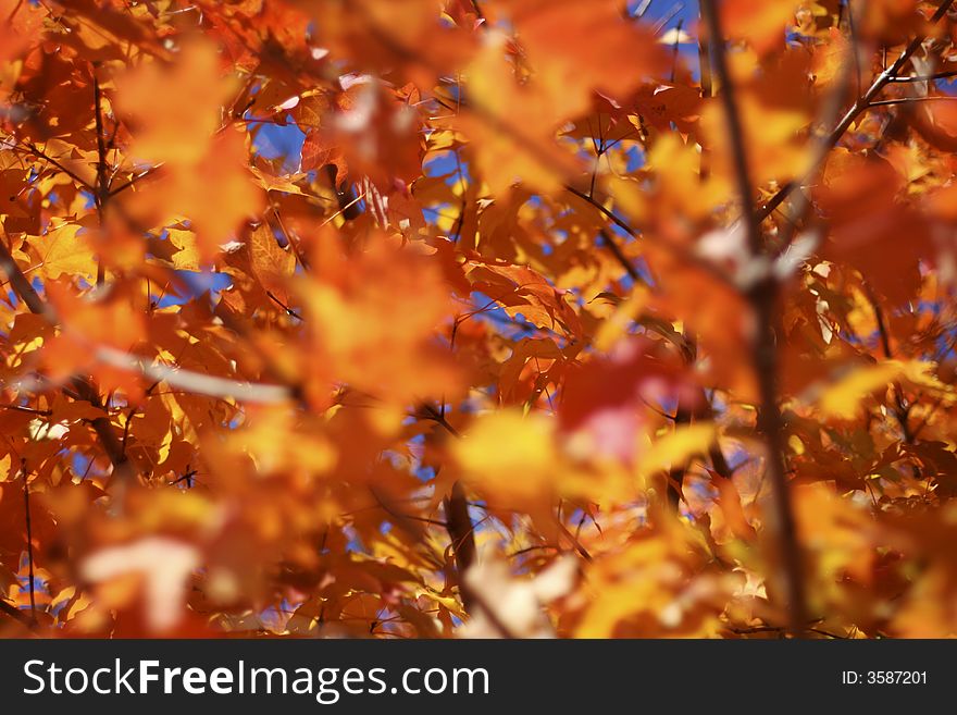 Maple tree with beautiful fall colors in the morning light. Maple tree with beautiful fall colors in the morning light