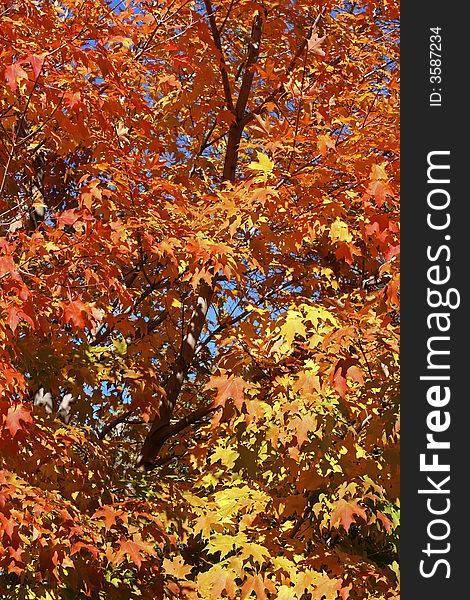 Maple tree with beautiful fall colors in the morning light. Maple tree with beautiful fall colors in the morning light