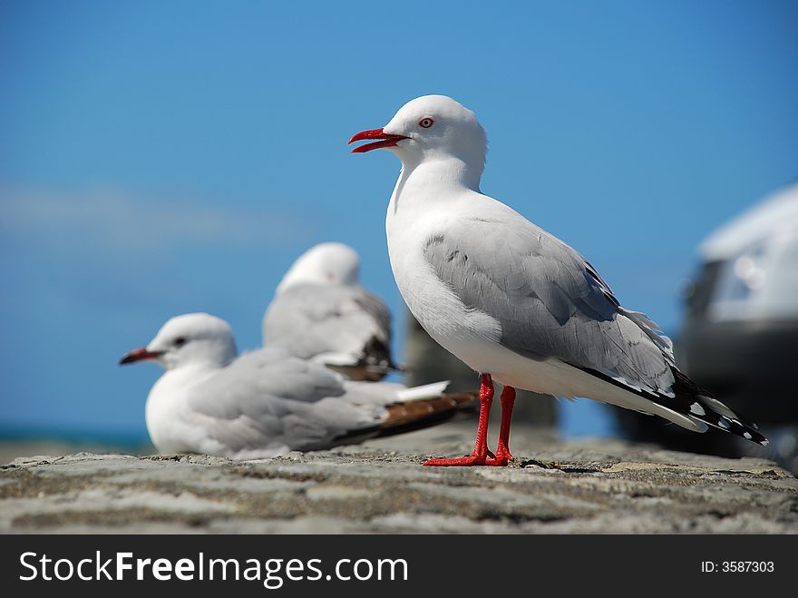 Sea Gulls sat on a wall