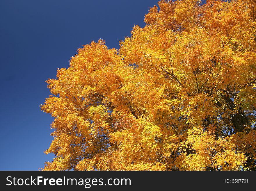 Fall Tree Colors
