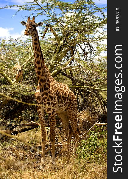 A giraffe standing in the bush on the maasai mara game reserve in Kanya. A giraffe standing in the bush on the maasai mara game reserve in Kanya.