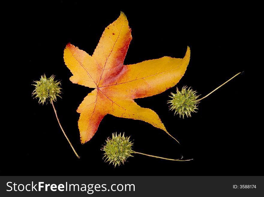 Autumn leaf and acorn on black background