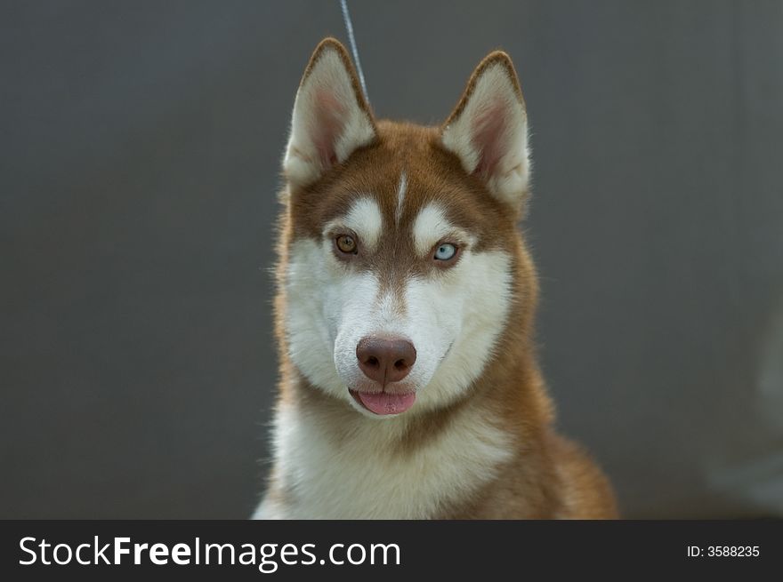 Picture of a husky head over gray background