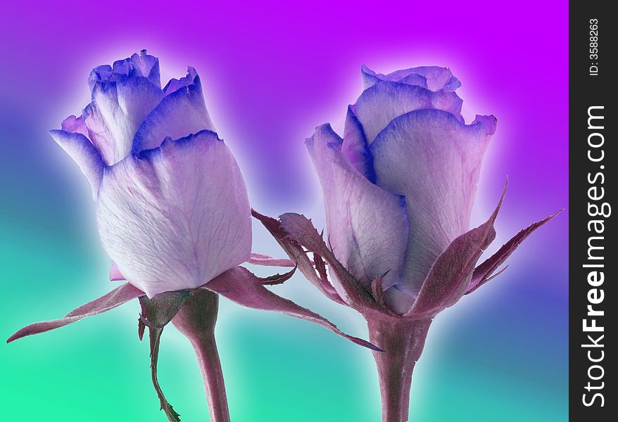 Blue roses on a colorful background