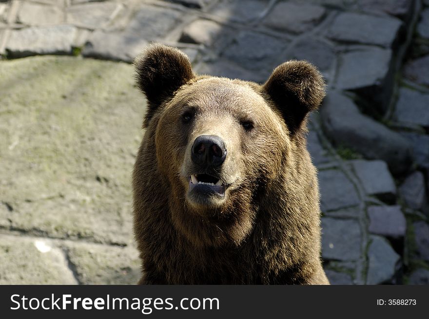 Brown Bear In Zoo