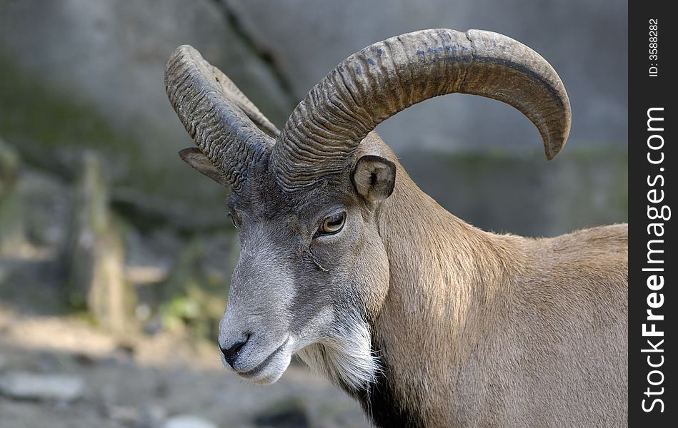 Wild goat in zoo. Kaliningrad, Russia.