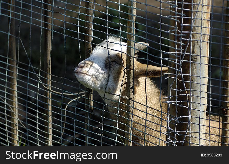 Wild goat in zoo. Kaliningrad, Russia.