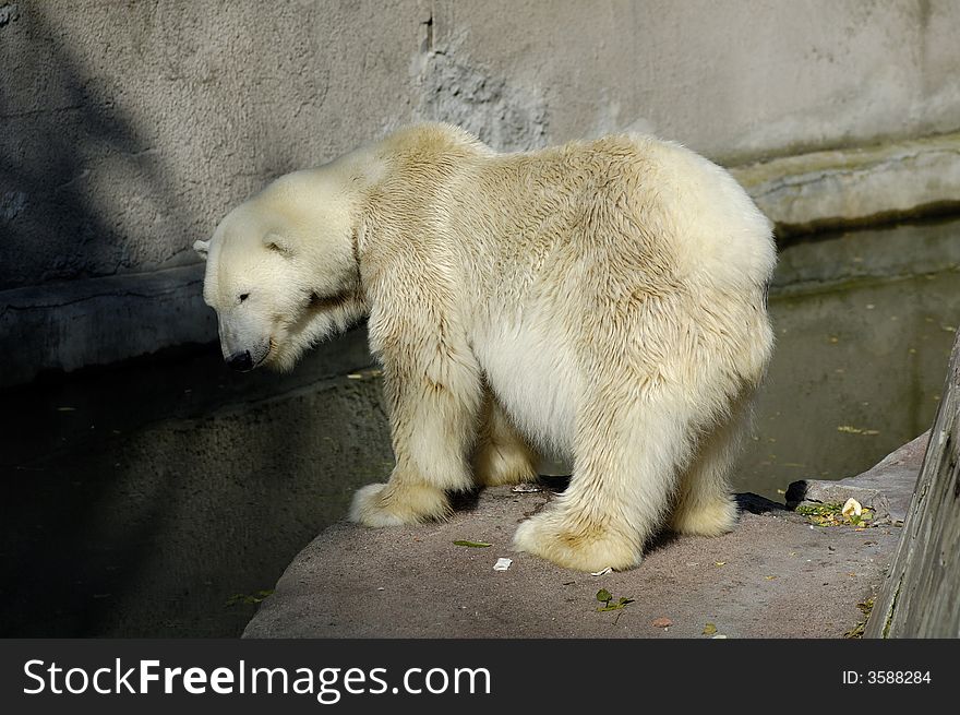 White (polar) bear in Zoo