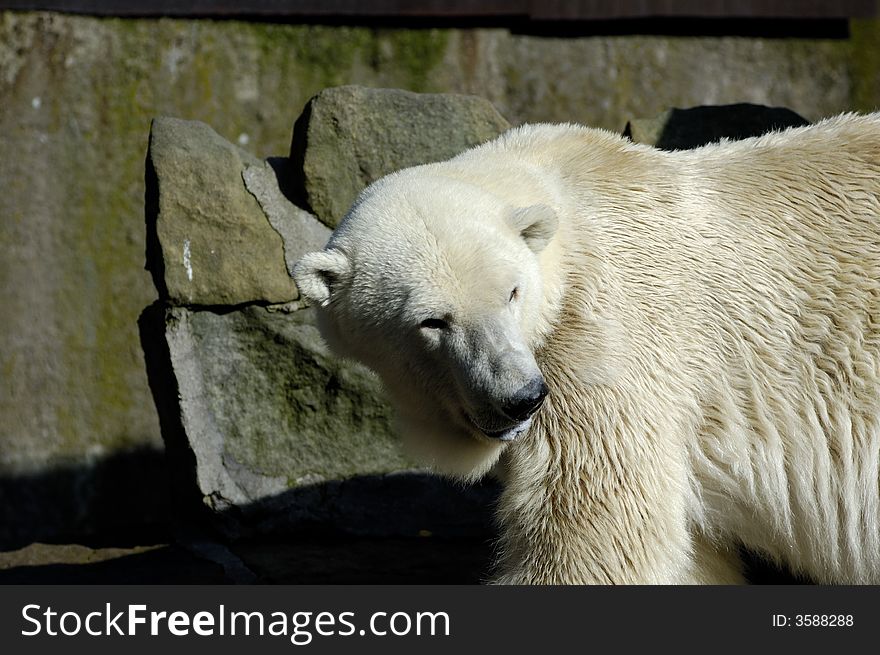 White (polar) bear in Zoo. Kaliningrad, Russia.
