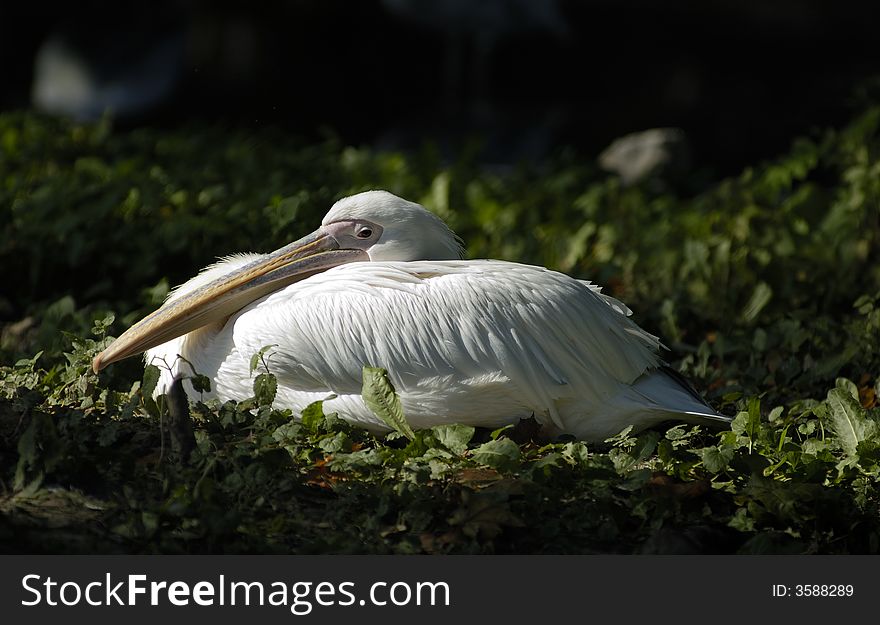 White pelican rest and look for visitor in zoo. Kaliningrad, Russia.