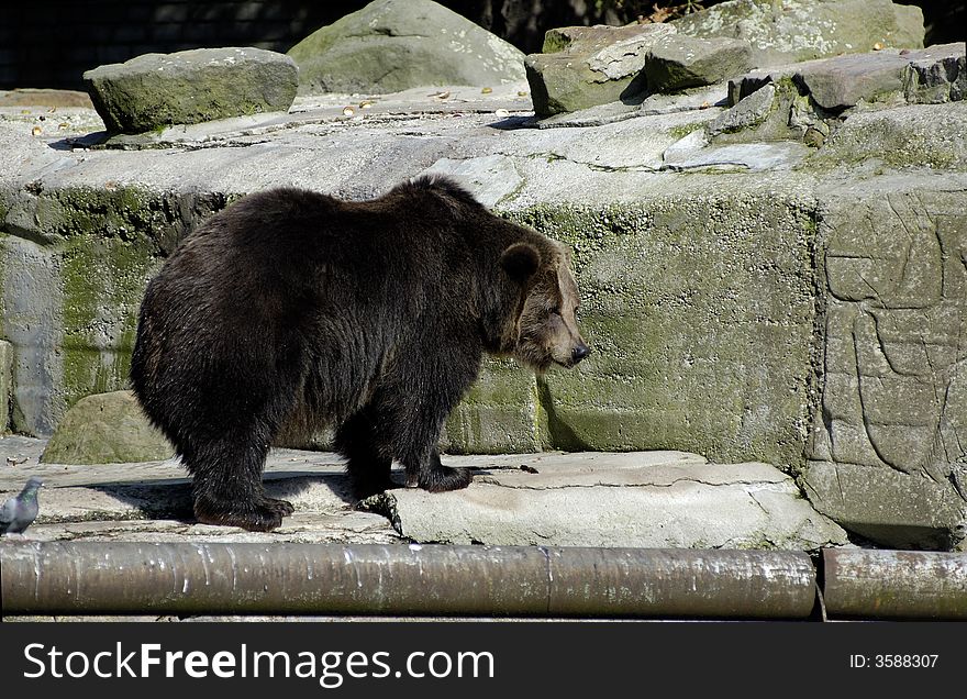 Brown bear in Zoo. Kaliningrad, Russia.