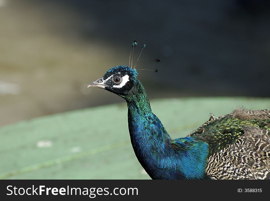 Peacock In Zoo