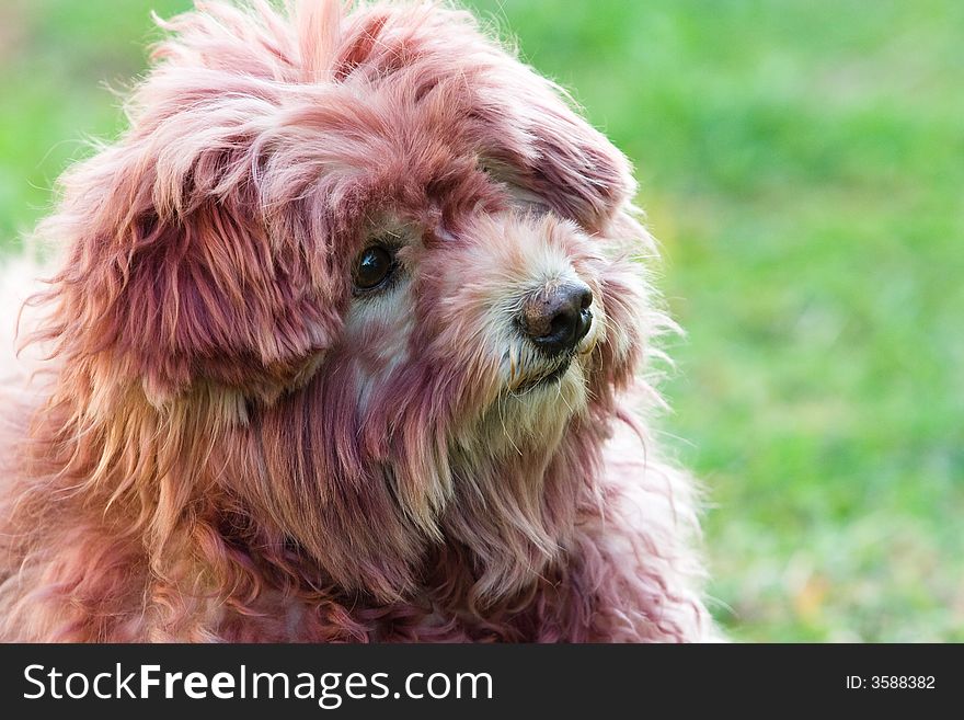 Image of a dog that is colored its hair