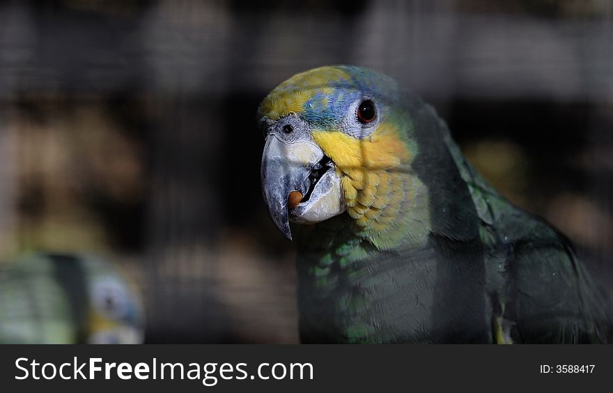 A parrot in cage