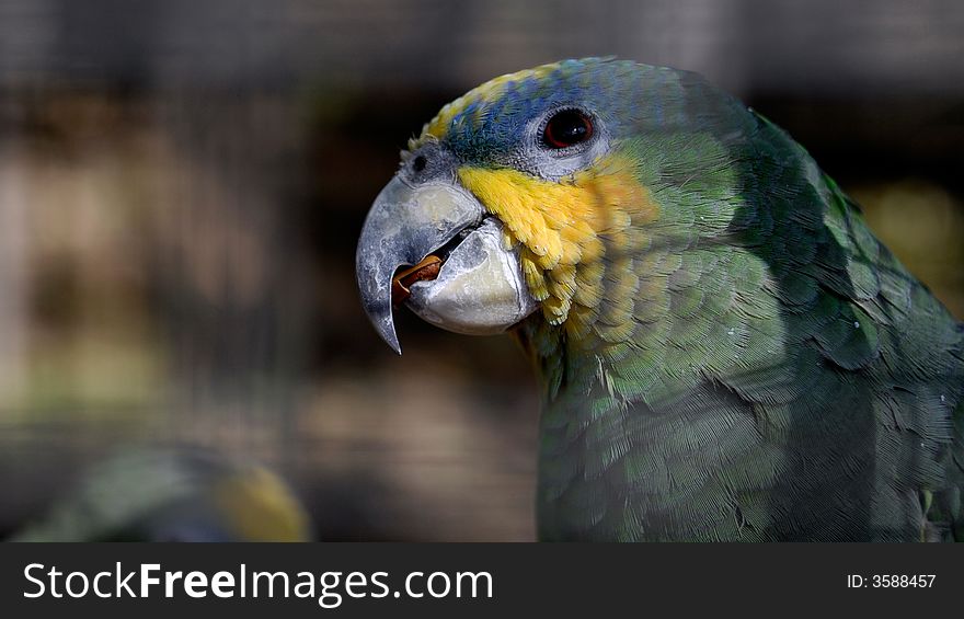 A parrot in cage,in dalian china forest zoo