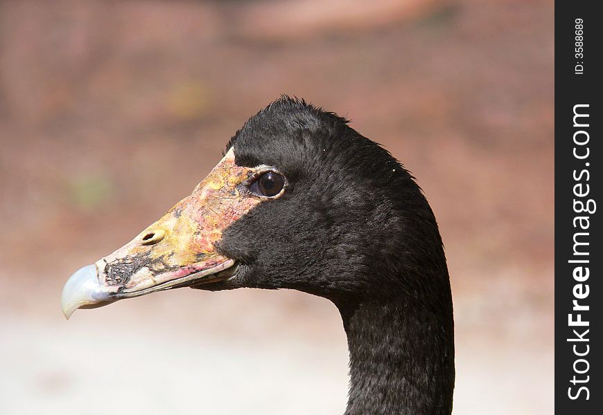 A Magpie goose face shot