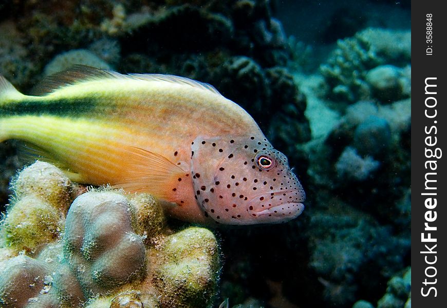 A Freckled or Spotted Hawkfish in the Red Sea, Egypt. A Freckled or Spotted Hawkfish in the Red Sea, Egypt