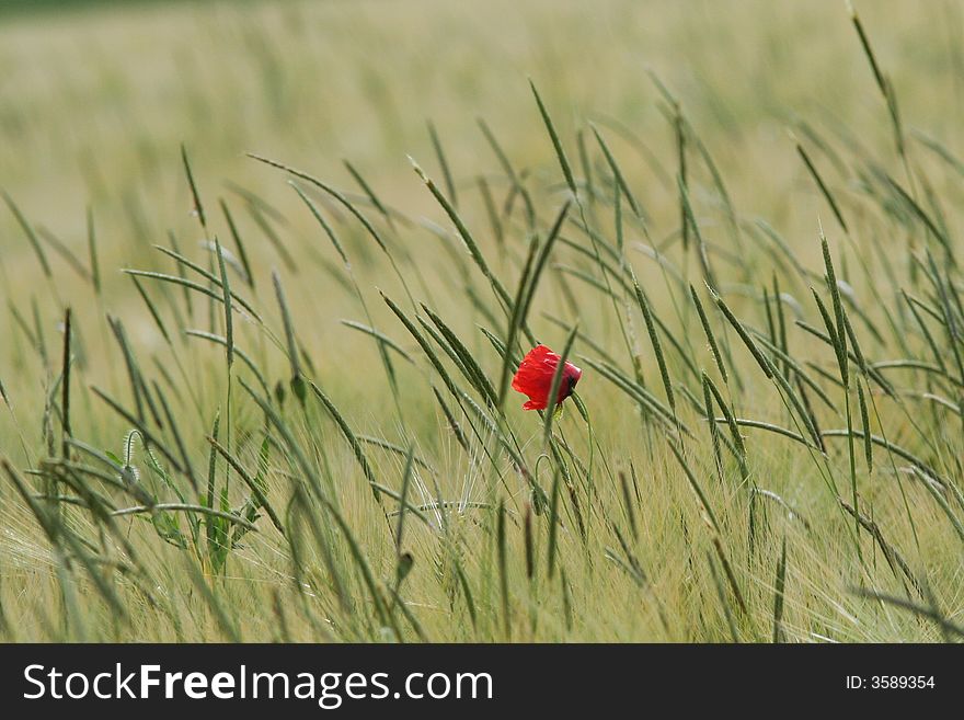 A single red poppy amidst a sea of grass blades. A single red poppy amidst a sea of grass blades