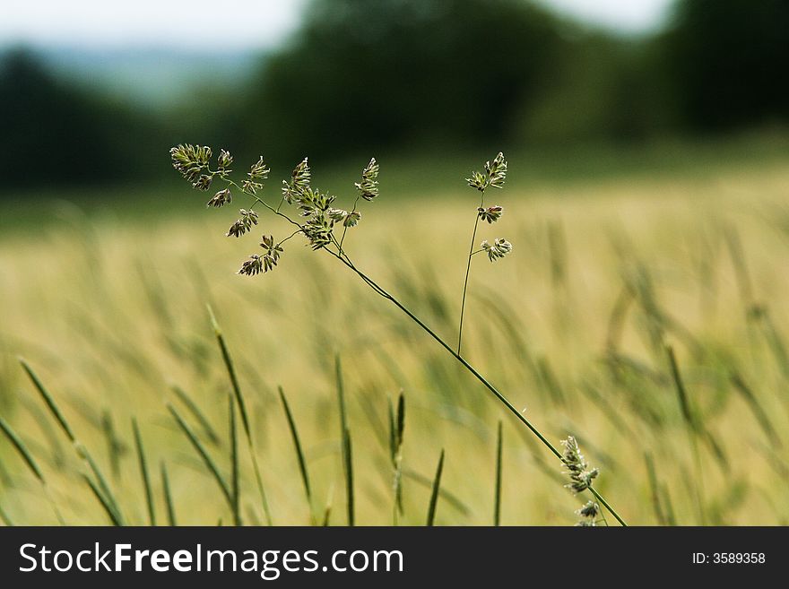 A stalk of grass amidst a sea of grass blades in a field. A stalk of grass amidst a sea of grass blades in a field