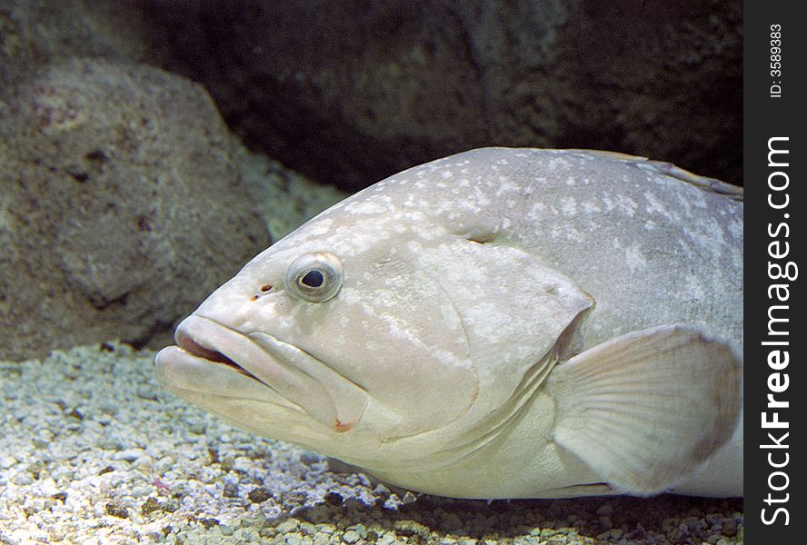 Picture taken in aquarium with a film camera. This is a film scan with minimal digital correction. Picture taken in aquarium with a film camera. This is a film scan with minimal digital correction.