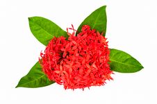 Red Rubiaceae Flower Royalty Free Stock Image Red Rubiaceae Flower Royalty Free Stock Image