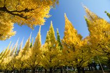 The Ginkgo Trees Against Blue Sky Royalty Free Stock Images The Ginkgo Trees Against Blue Sky Royalty Free Stock Images