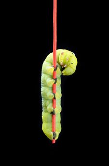 Green Worm Stock Images Green Worm Stock Images