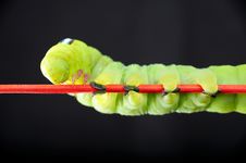 Green Worm Stock Photo Green Worm Stock Photo