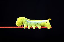Green Worm Stock Photos Green Worm Stock Photos
