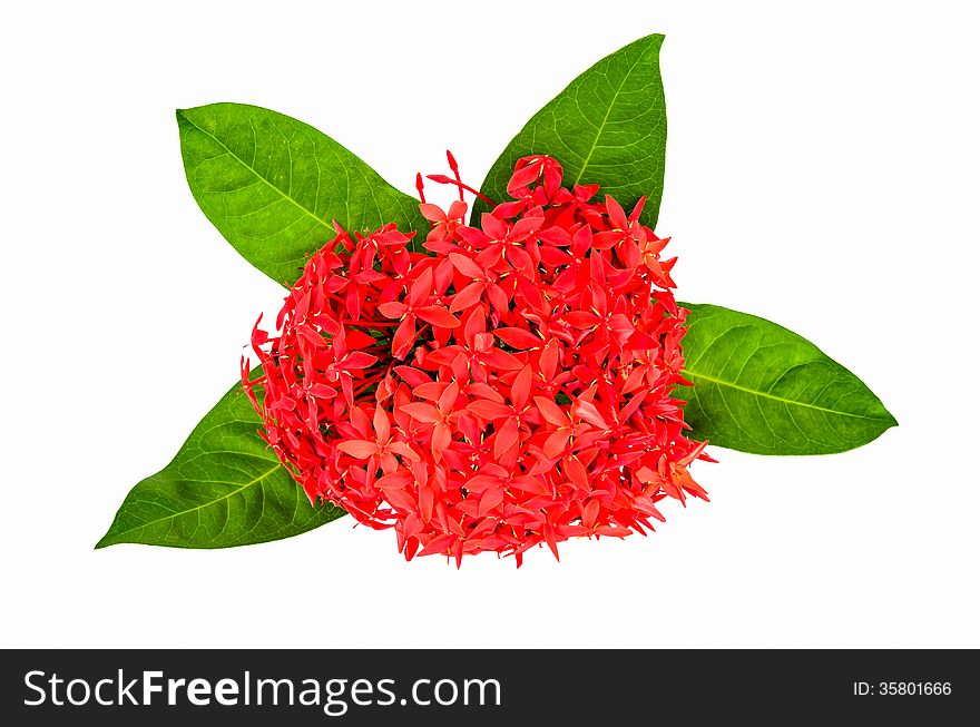 Red Rubiaceae flower isolated on white background