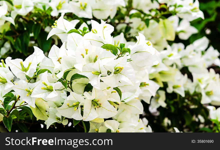 White bougainvillea flower on nature background