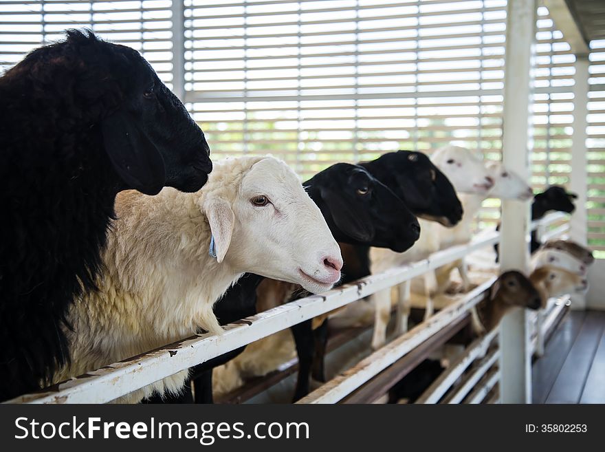 Many sheep in farm in the country of Thailand.