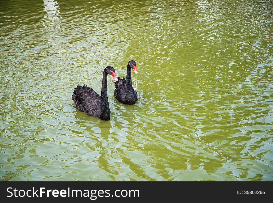 Two black swans swim in the river.